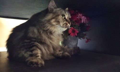 Cat sitting on wall at home