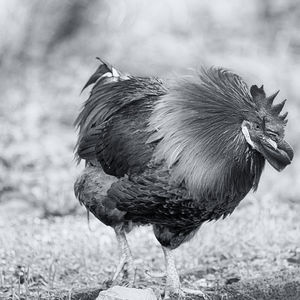 Side view of a bird on field