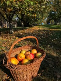 Fruits in basket