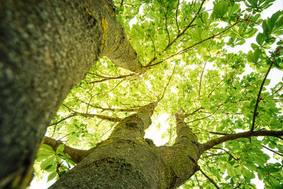 Low angle view of trees in forest