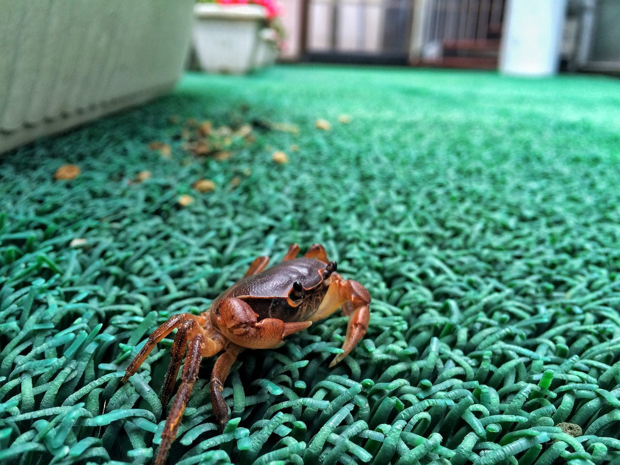 one animal, animal themes, animal wildlife, animal, animals in the wild, focus on foreground, close-up, no people, green color, day, nature, grass, outdoors, selective focus, invertebrate, crab, amphibian, arachnid, crustacean, zoology, marine, turquoise colored