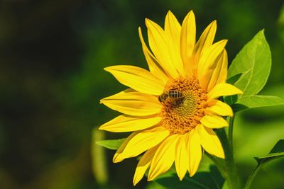 Close-up of yellow flower