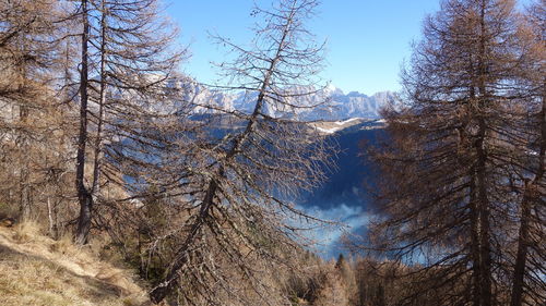 Low angle view of bare trees in winter