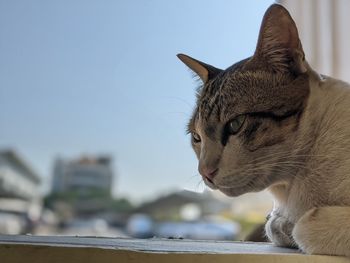 Close-up of a cat