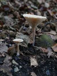 Close-up of mushroom growing in forest