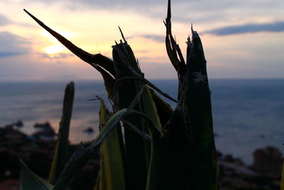 Close-up of plant on beach against sky during sunset