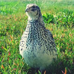 Bird on grassy field