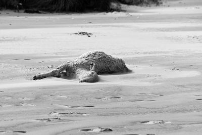 Close-up of animal sleeping on sand at beach