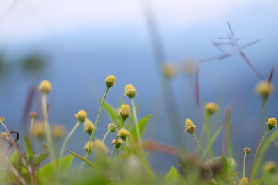 Close-up of flowering plants against blurred background
