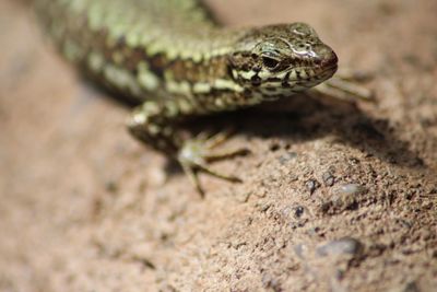 Close-up of lizard on rock