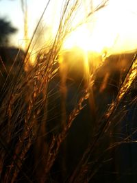 Close-up of wheat at sunset