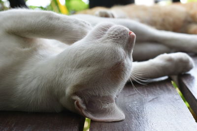 Close-up of a cat lying down