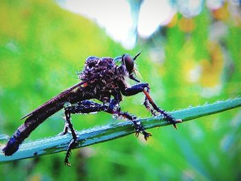 Close-up of dragonfly