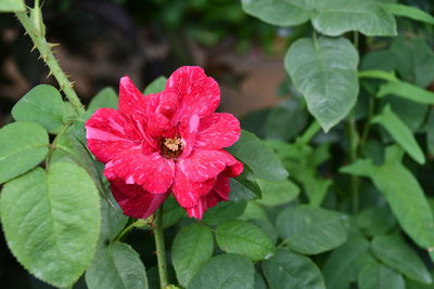 Close-up of red rose flower