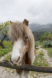 View of a horse on field