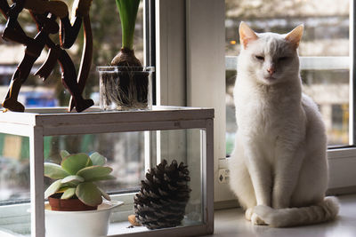 Cat sitting on table at home