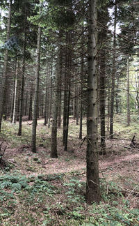 Trees on field in forest
