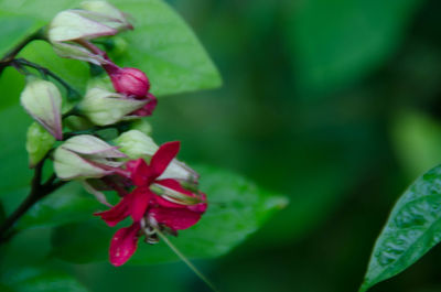 Close-up of flowers blooming outdoors