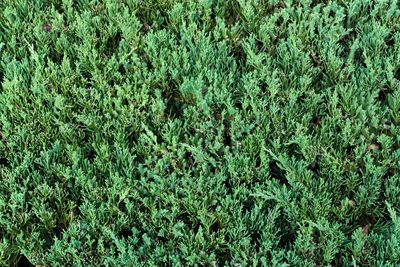 Full frame shot of plants