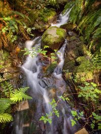 Scenic view of waterfall in forest