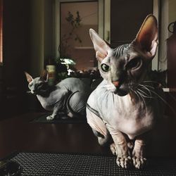 Portrait of cat sitting on table at home