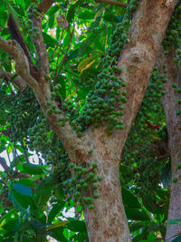 Low angle view of tree trunk in forest