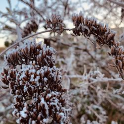 Close-up of frozen tree during winter