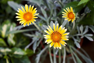 Close-up of sunflower blooming outdoors