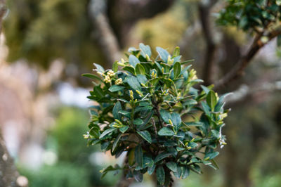 Close-up of flowering plant