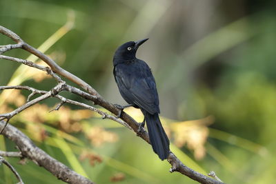 Close-up of bird perching on branch