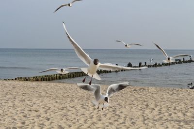 Seagulls flying over beach against sky