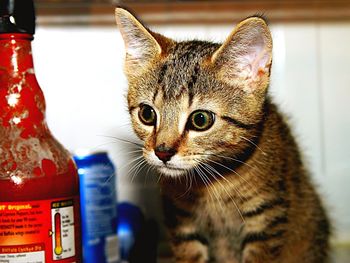 Tabby cat staring at bottle