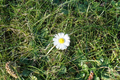 Close-up of white daisies blooming in field