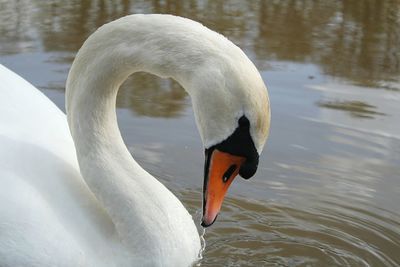 Swan floating on lake