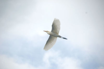 Low angle view of a heron flying in sky
