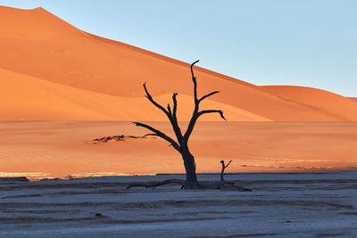 Deadvlei during sunrise with camel thorn trees