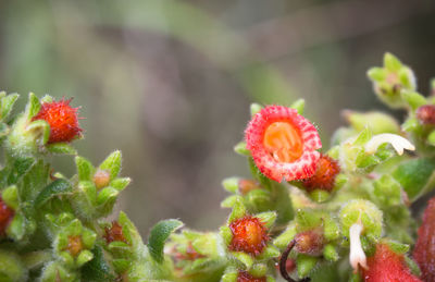 Close-up of red flowers