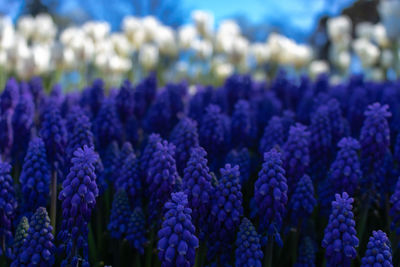 Close-up of purple flowering plants