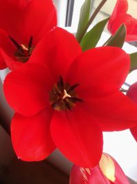 Close-up of red flower