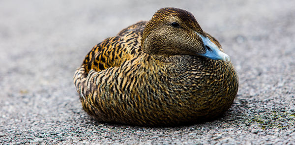 Close-up of mallard duck on field