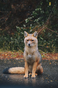 Portrait of fox on field