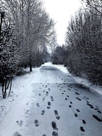 Snow covered plants and trees against sky