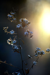 Close-up of flowering plant against sky