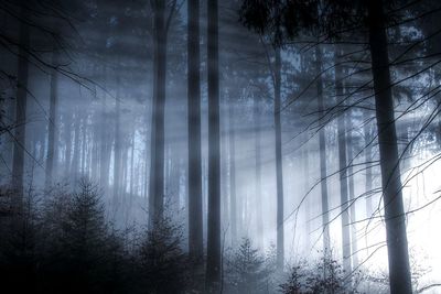 Trees in forest during winter
