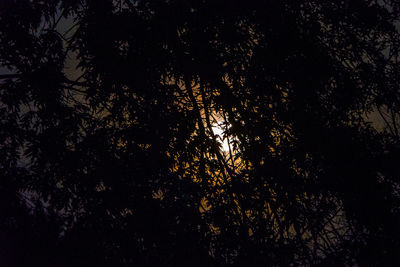 Low angle view of silhouette trees against sky at night