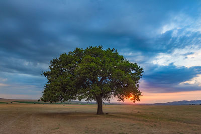 Tree on field against sky during sunset