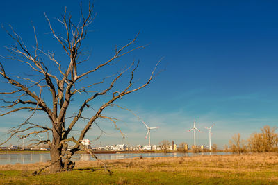 Bare tree on field against blue sky