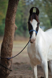 Close-up of a horse on field