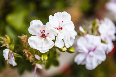 Close-up of white cherry blossoms