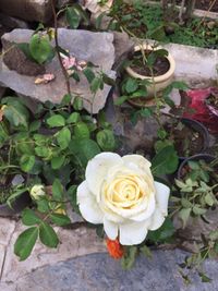 High angle view of rose blooming outdoors